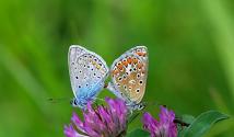 Образ жизни и среда обитания бабочки голубянки